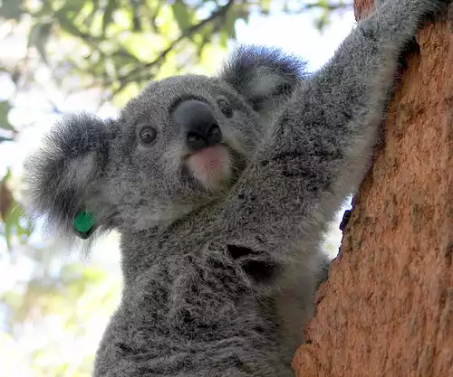 A imagem de um koala sobre uma árvore.